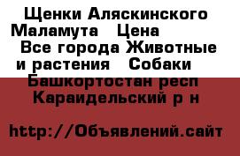 Щенки Аляскинского Маламута › Цена ­ 10 000 - Все города Животные и растения » Собаки   . Башкортостан респ.,Караидельский р-н